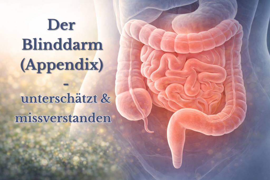 Der Blinddarm - Appendix, unterschätzt, missverstanden. lebenswichtig