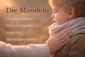 Die Mandeln (Tonsillen) und ihre Stellung für das Immunsystem
