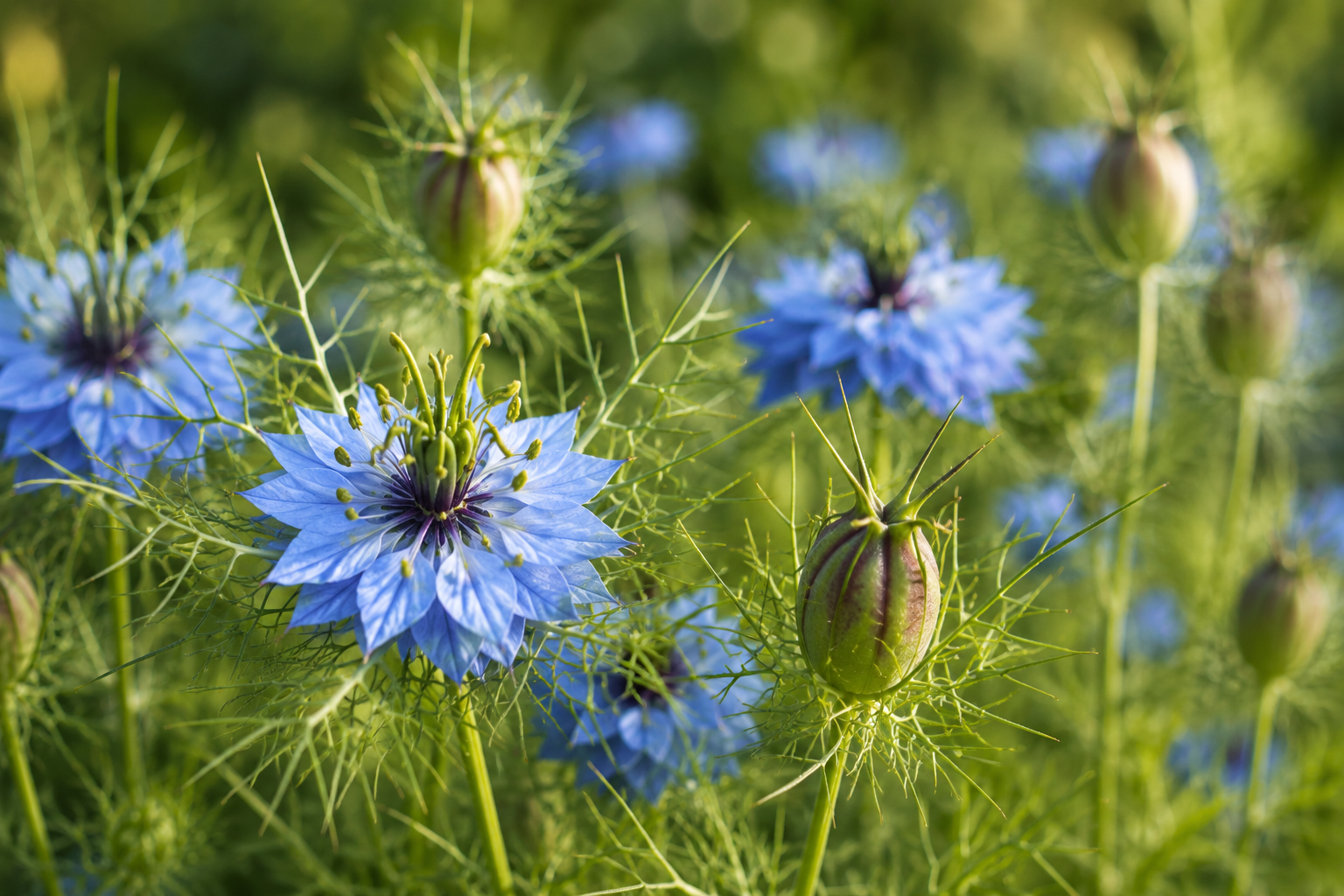 Schwarzkümmel - Nigella Sativa