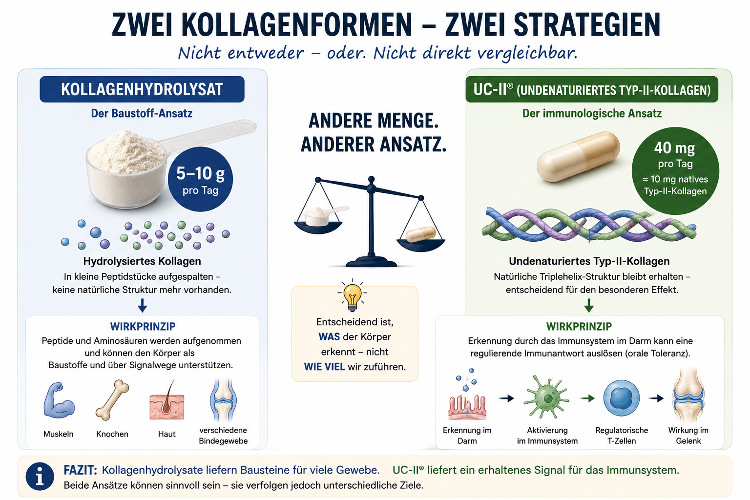Gegenüberstellung der Kollagenformen
