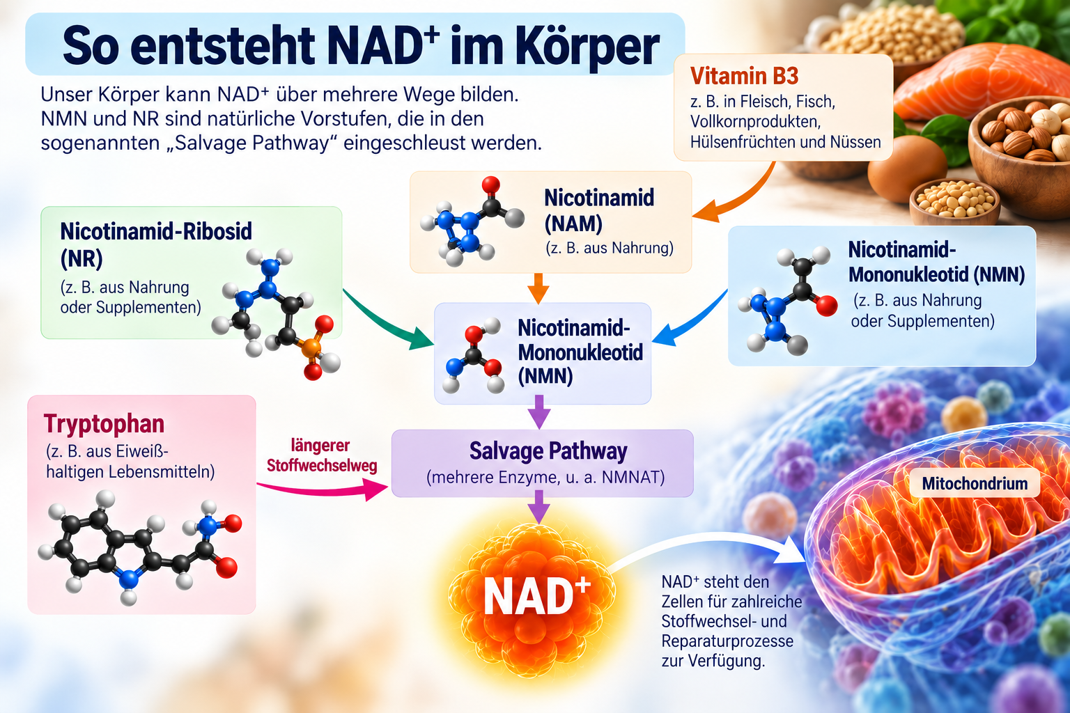 Darstellung, wie NAD+ im Körper entsteht.